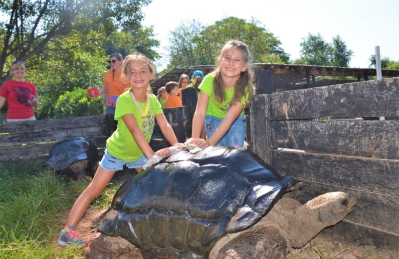 Children petting a tortoise